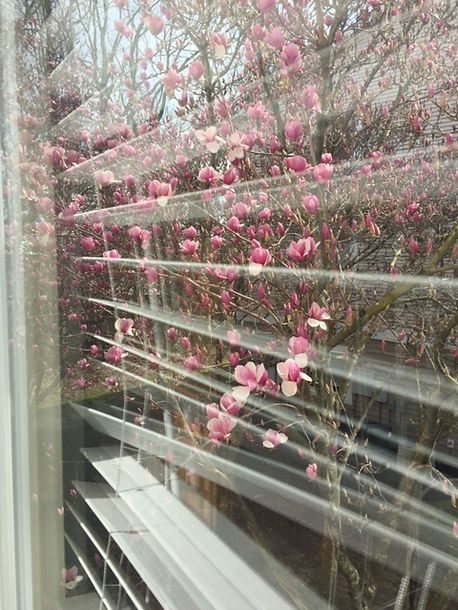 Sharon Arrington Tulip tree photo.JPG