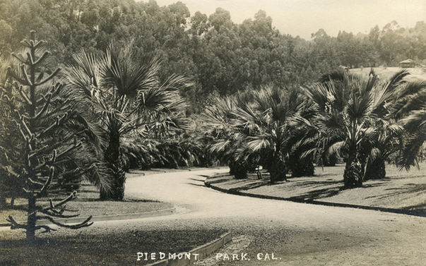 Postcard - Piedmont Park- Palm Pathway2.jpeg