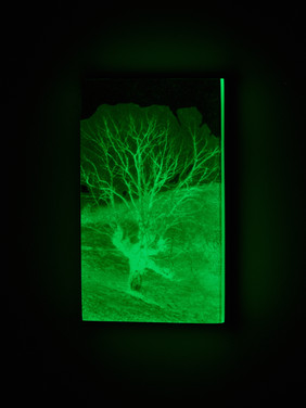 forêt, chêne, resine, artcontemporain, figuratif, fanfan plasticienne, artfanfan, sculpture murale, sare, pays basque, resine luminescent