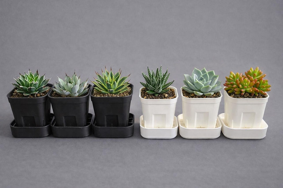 横並びのプレステラ商品