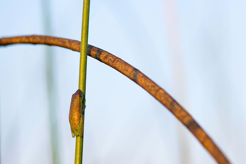 Close-up of insect on a plant stem