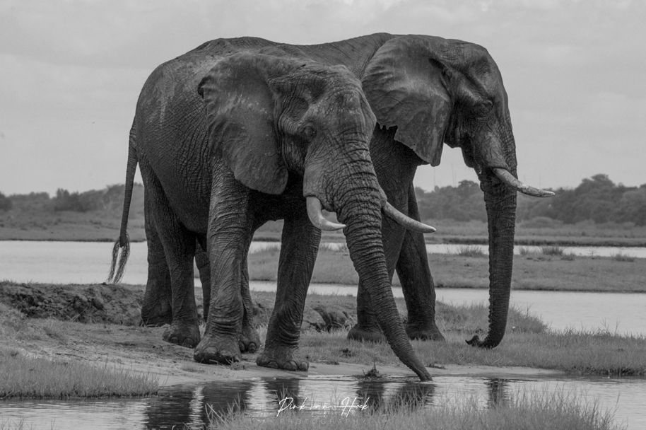 Elephants in black and white