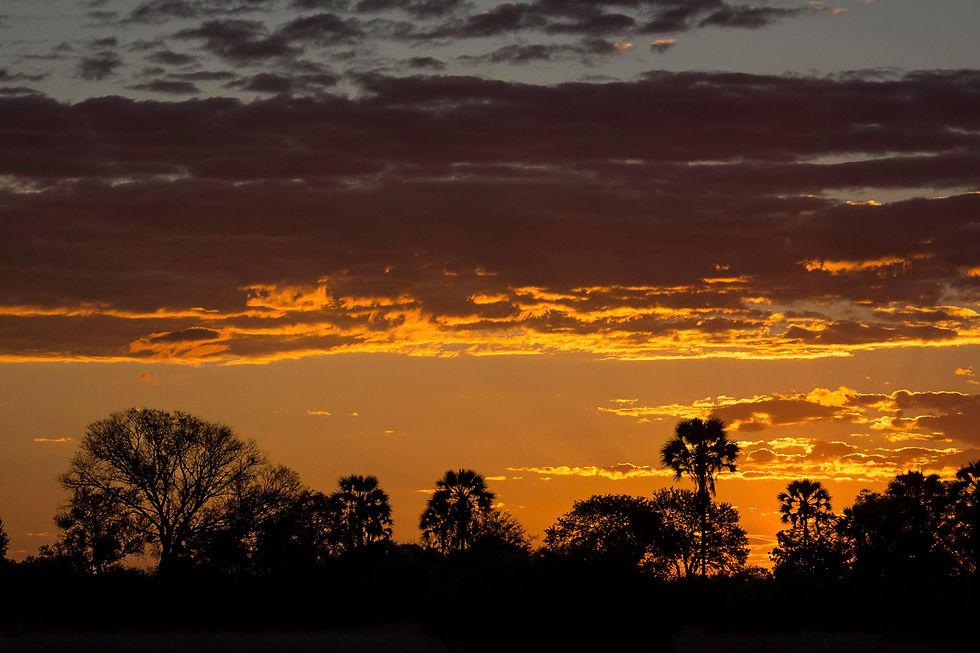 Fiery sunset silhouettes trees against dramatic clouds