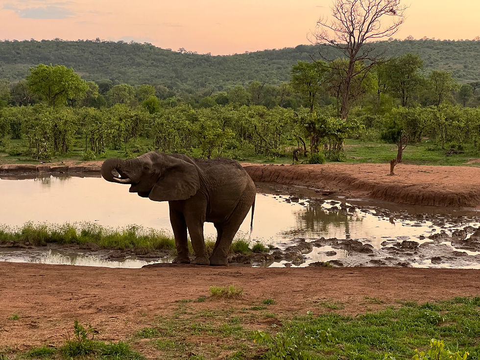 Punda Maria restcamp waterhole Northern Kruger National Park Limpopo South Africa