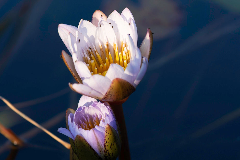 Two white water lilies, one in bloom, another budding