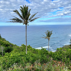Flowers and Trees of Hawaii