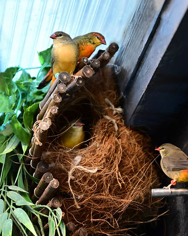 4 samen op afgeschermd nest.jpg