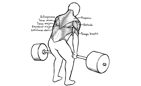 The back muscles trained in the deadlift