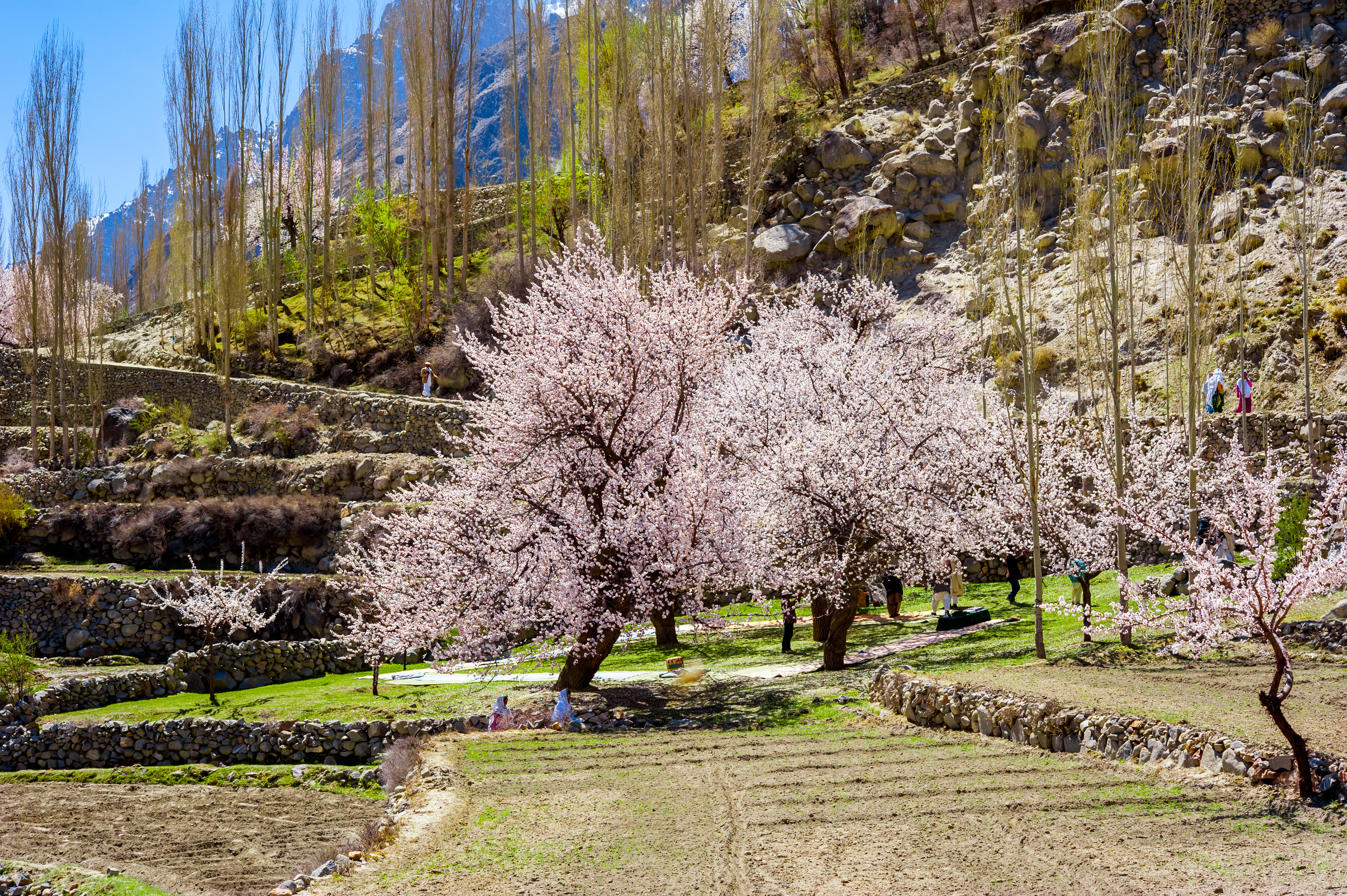 Hunza Apricot blossem