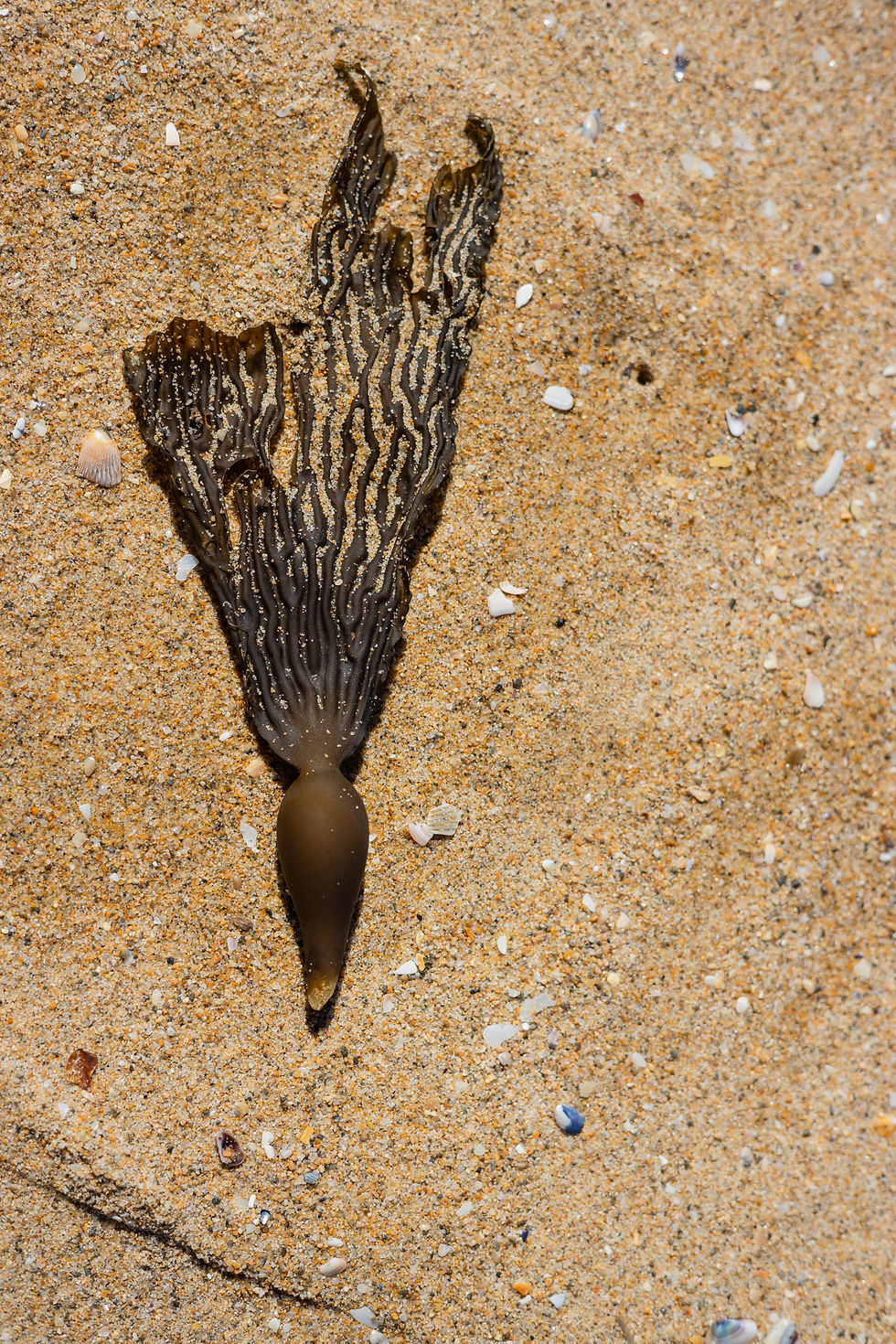 Here is an amazing video about seaweed