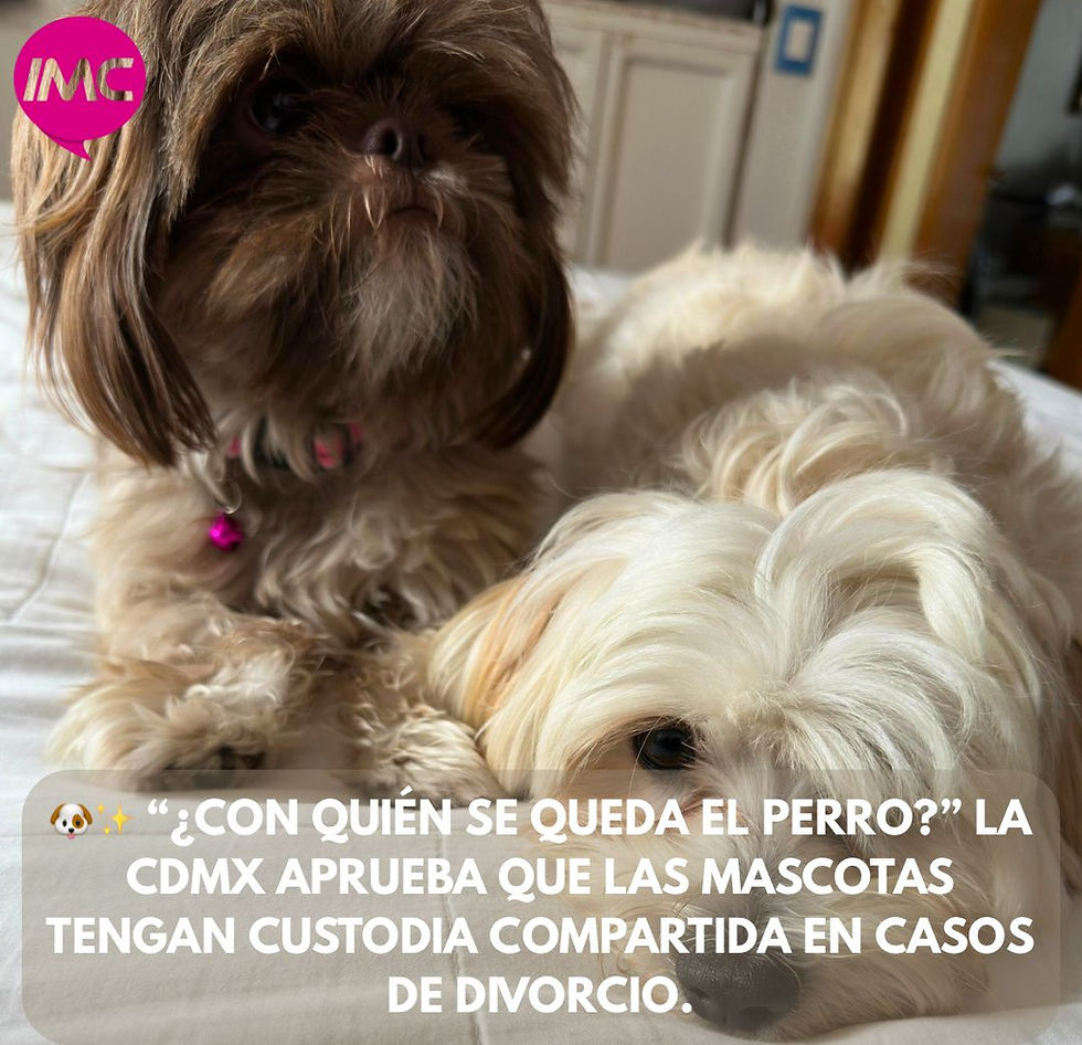CDMX aprueba reforma que permite custodia compartida de mascotas en casos de divorcio