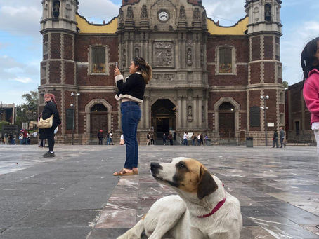 Perritos peregrinos acompañan la llegada de miles de fieles a la basílica; activan operativo de atención animal en CDMX