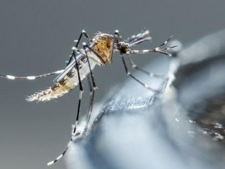 Tiene Morelos 497 casos de dengue