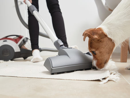 Hygiène et animaux de compagnie : mythes et réalités pour une cohabitation saine