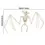Thumbnail: 1/2pcs Halloween Decorations- Skull Bat Skeleton