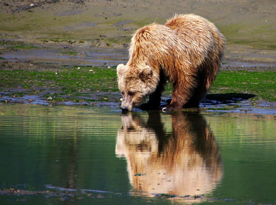 Alaska