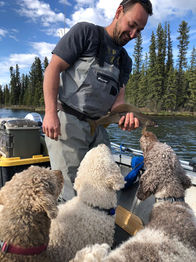 Poodles, Intrigued by the Arctic Grayling I Caught