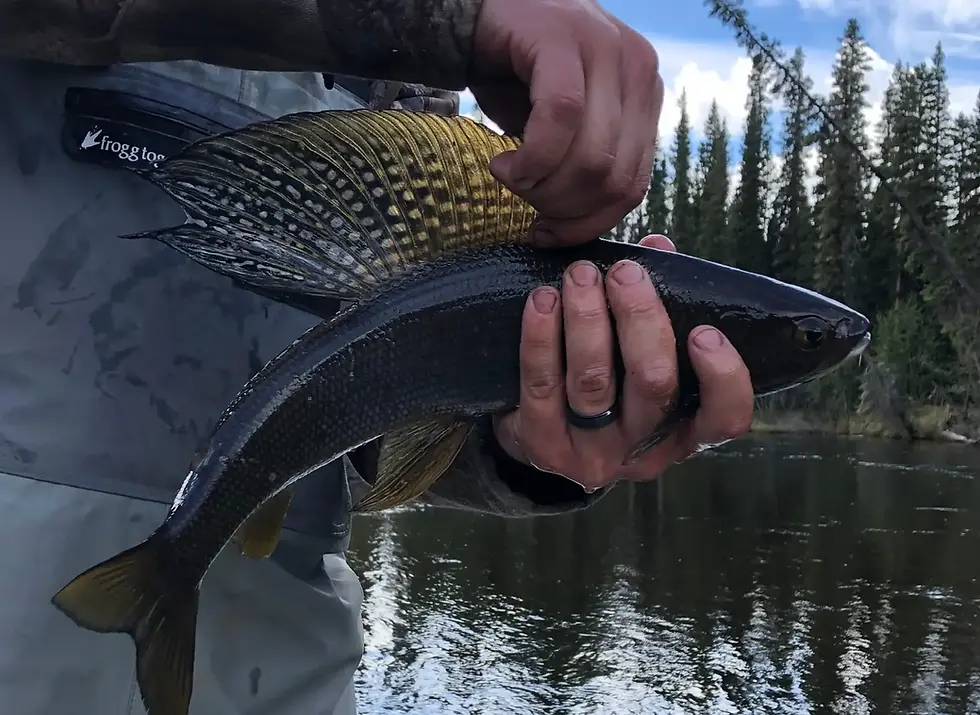 optimized_grayling.webp