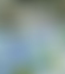 ありがとうございました。