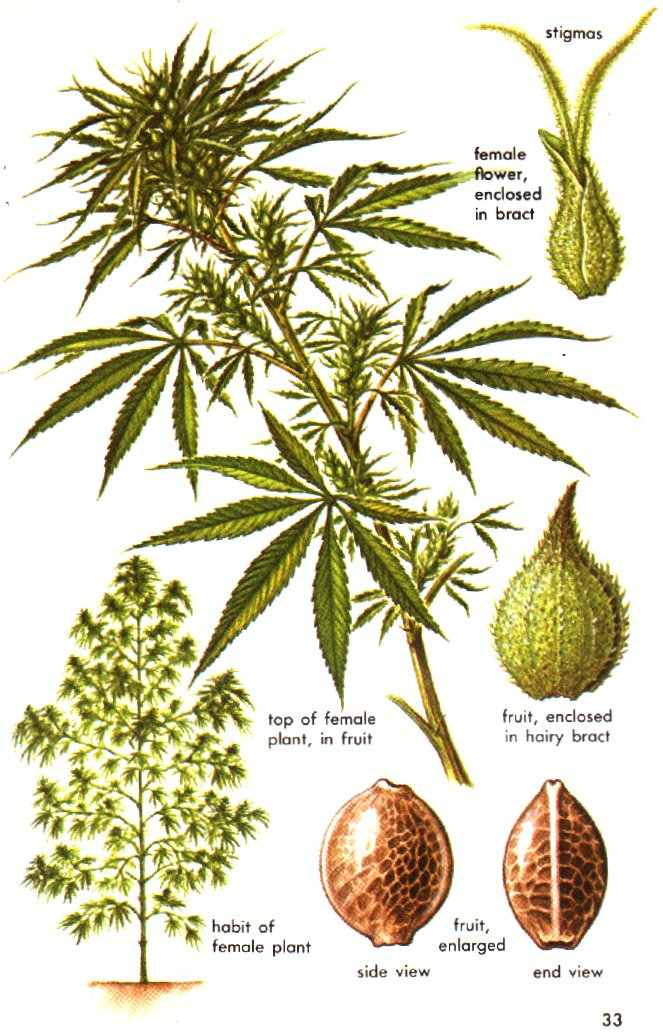 Cannabis Marijuana Female Plant.jpeg
