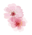 single flower transparent.png