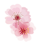 single flower transparent.png