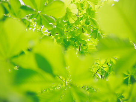 Du lịch xanh – Từ xu hướng thành vũ khí cạnh tranh mới của Việt Nam