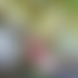 Tropical eglamping – Không ngừng lắng nghe và đổi mới để mang đến trải nghiệm glamping chân thật hơn