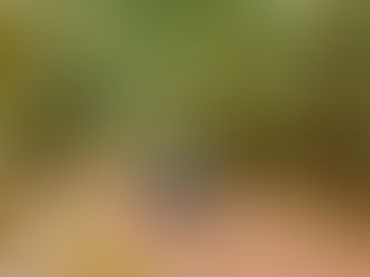 Du lịch mùa lễ hội – Gần thành phố, tránh khói bụi, tận hưởng không khí trong lành