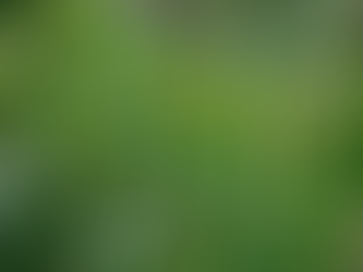 Bạn có biết? Panorama Glamping sở hữu hai loại cây tràm đặc biệt