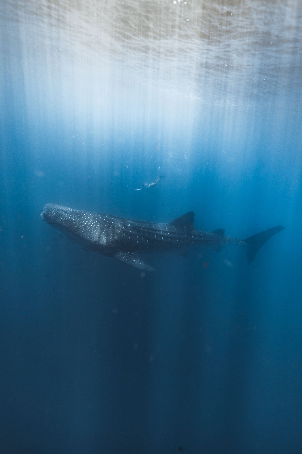 A whale shark swims underwater with a diver nearby. Sunlight filters through the blue ocean, creating a serene, majestic scene.