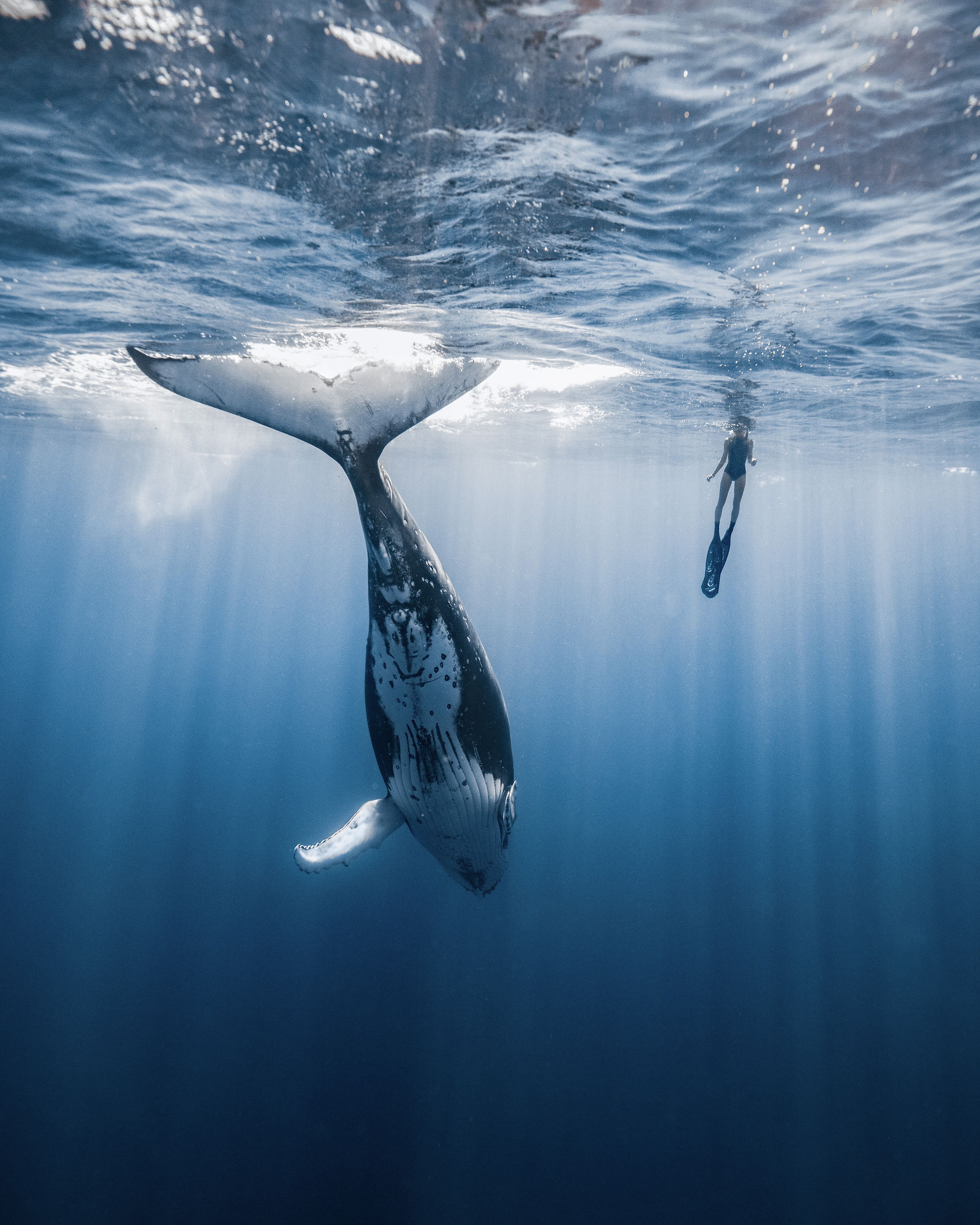 Swimming with whales in Mo'orea