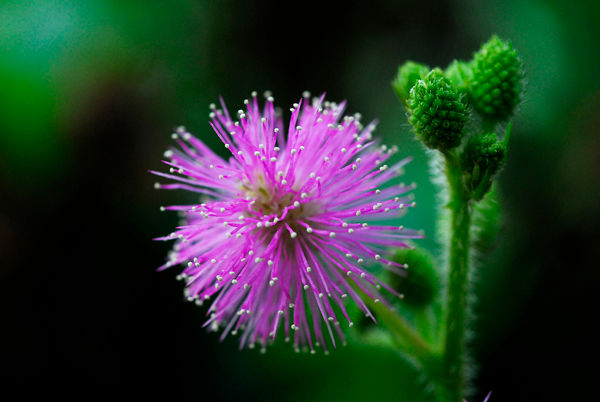 Nature