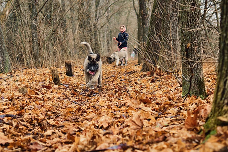puppy-runs-through-bright-yellow-foliage-against-backdrop-winter-forest-walk-park-with-ame