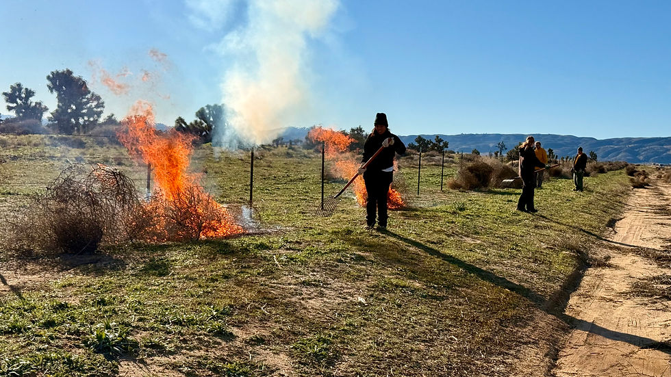Russian thistle tumbleweeds being burned away so that the nearby Joshua Trees can thrive at Transition Habitat Conservancy in Piñon Hills, CA