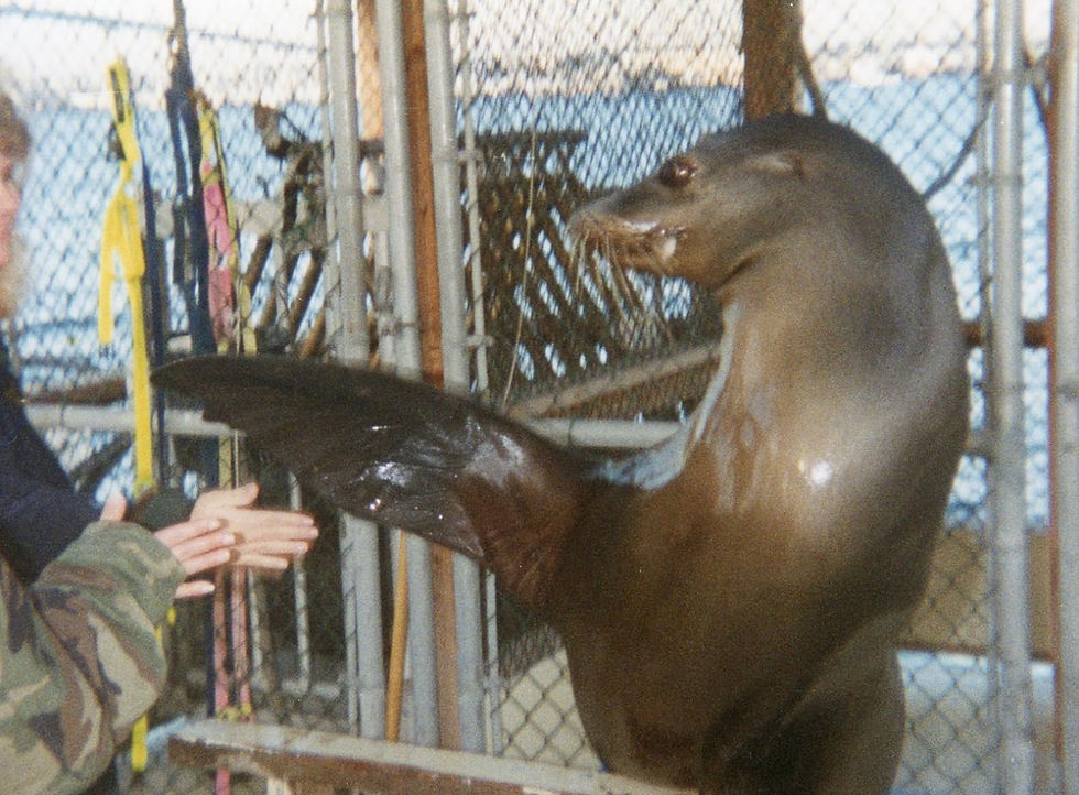 Thomas's Sea Lion.jpg
