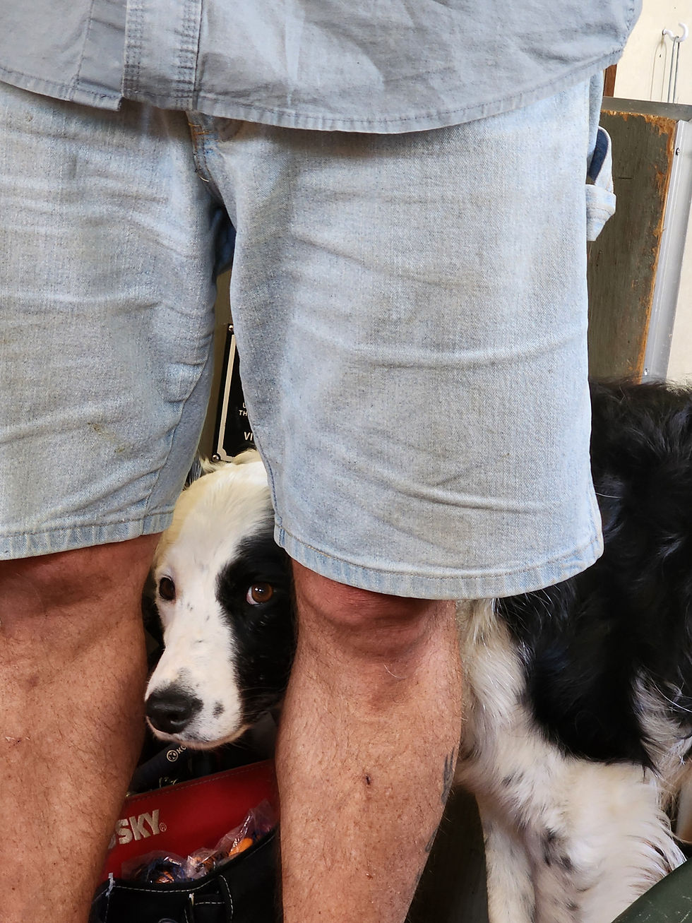 Biscuit was not too keen on the guys coming on and off the boat. He found a safe space to observe...