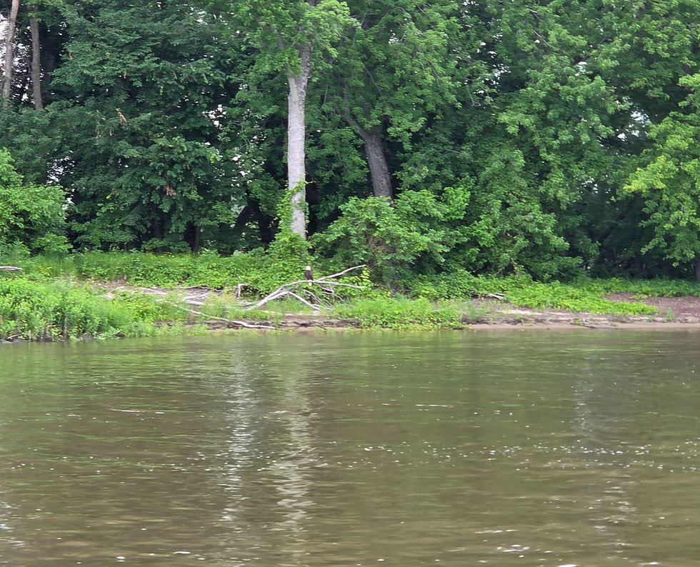 That eagle is saying "dang! it's a lot easier to see the fish from down here!"