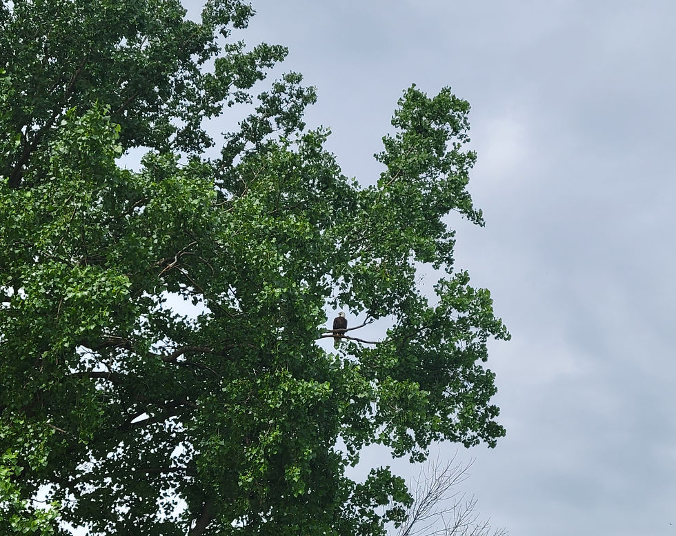 Haven't seen their nest yet, but the trees are pretty full of leaves.