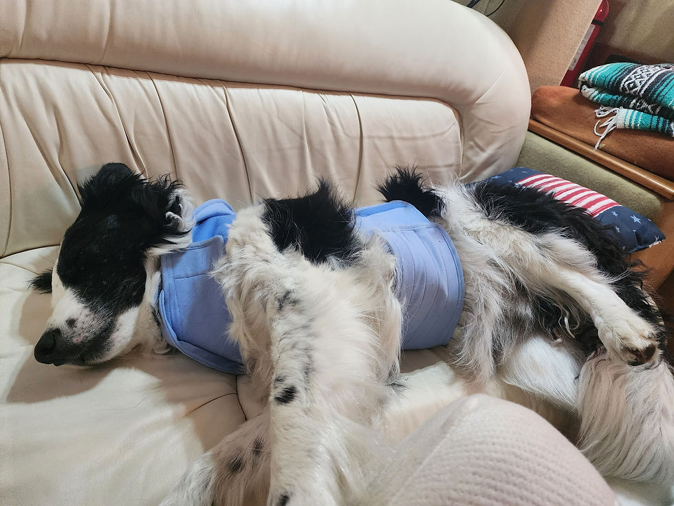 All the stylin' dogs are wearing them.
