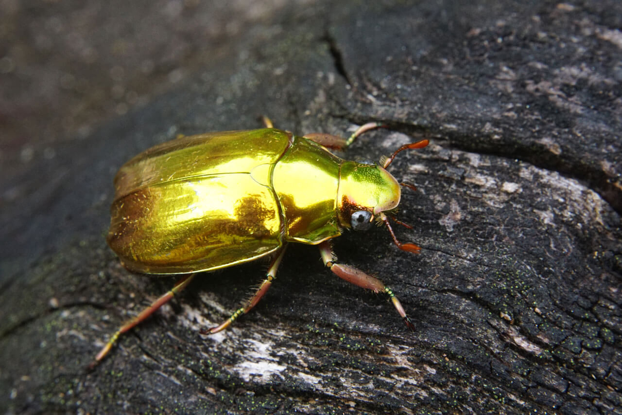 Photographie d'un véritable scarabée d'or. Article de blog de Laetitia Nicolas de l'atelier de dorure Or Cadre (Occitanie, France). Photograph of a real gold scarab. Blog article by Laetitia Nicolas from the Gold Frame gilding workshop (Occitanie, France)