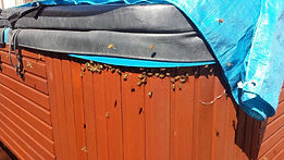 This Bee swarm Removed from Kinross