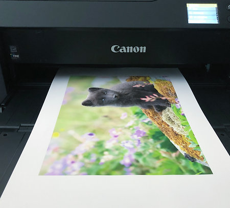 Printing - Standard Sizes