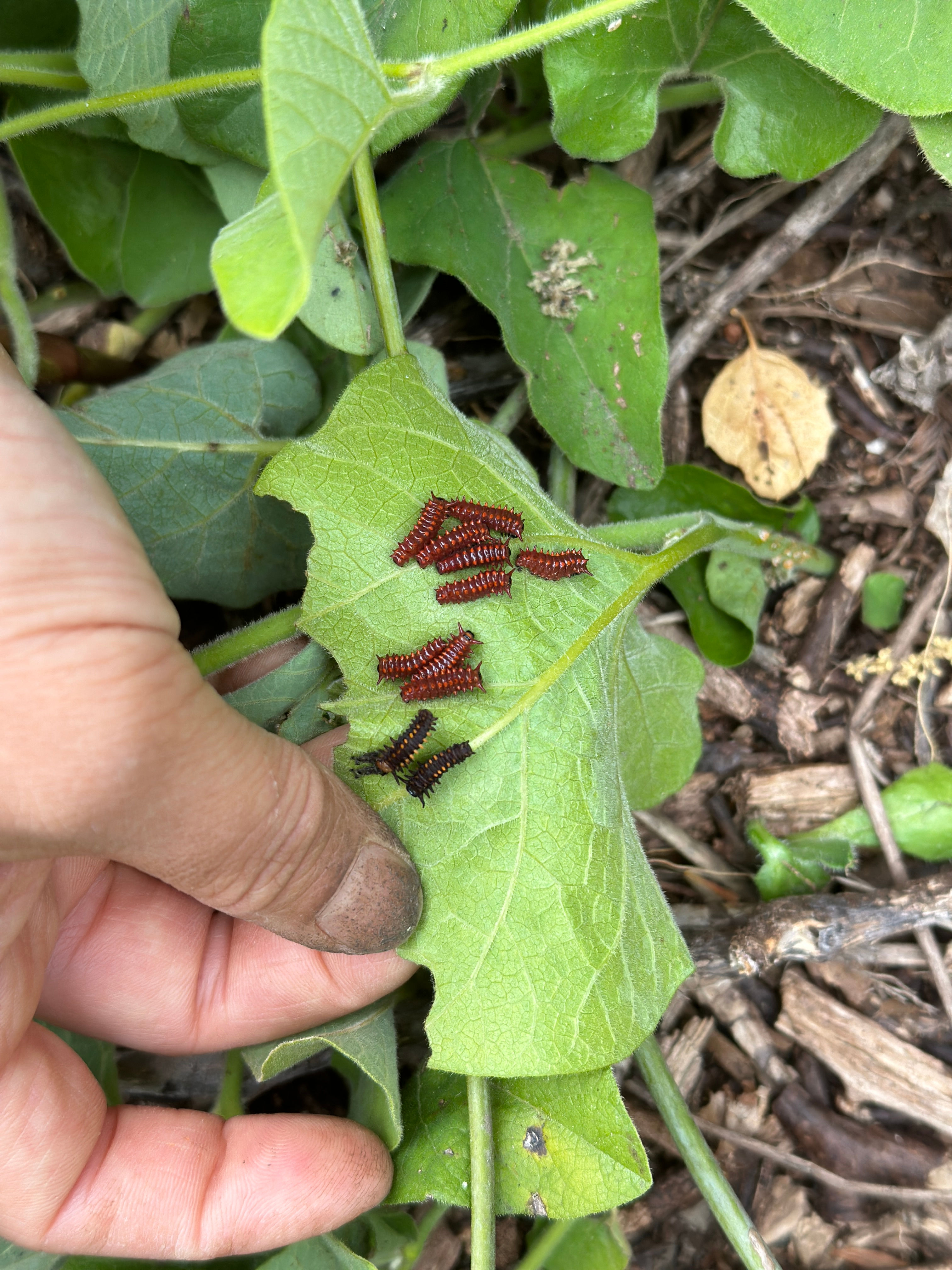 Educational Caterpillar