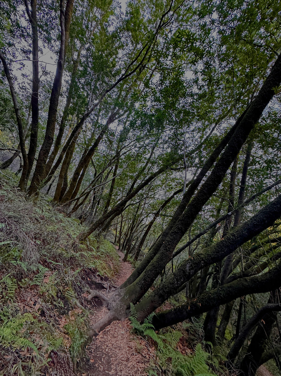 Califorina Bay Laurel Woodland