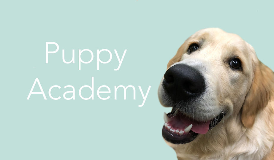 Puppy Academy.jpg