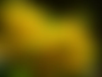 Fleurs de Mahonia jaune