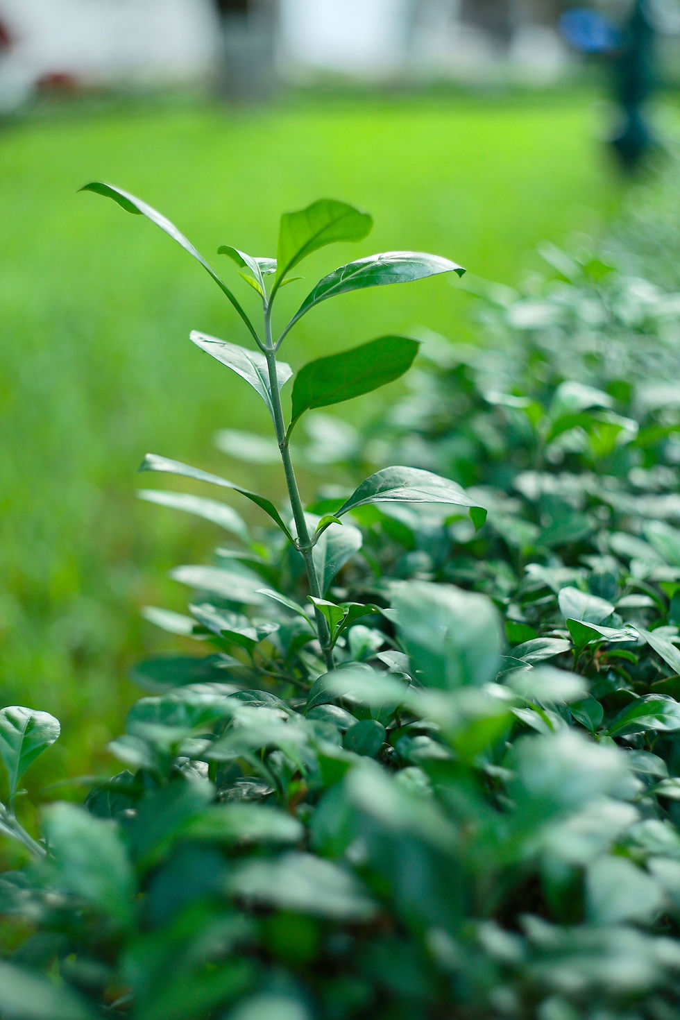 Jeune plant vert au milieu d’un massif feuillu flou, en gros plan, dans un jardin lumineux.