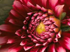 Que planter en avril dans son jardin dans les Yvelines (78) ?