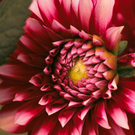 Que planter en avril dans son jardin dans les Yvelines (78) ?